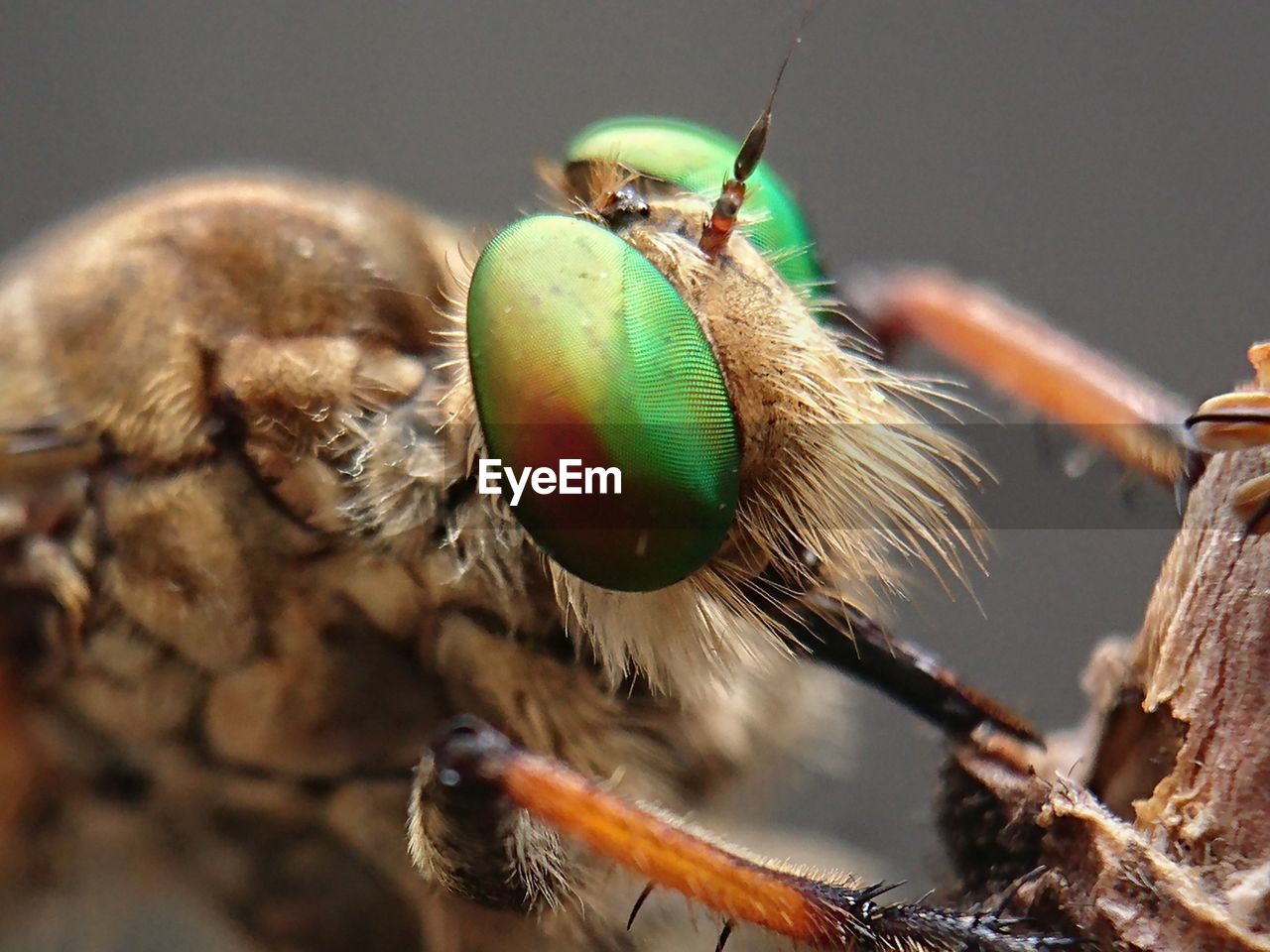 Robberfly, the face of a robber insect