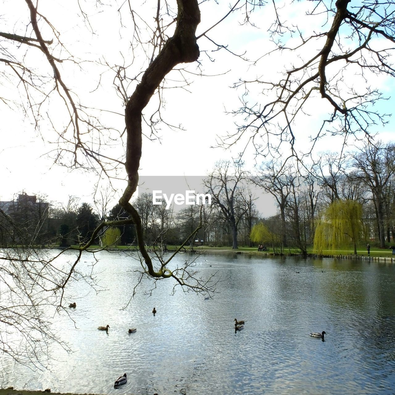 Ducks on water