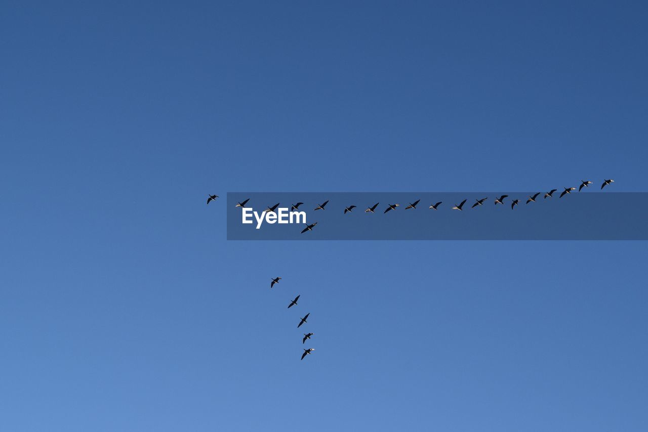 Low angle view of birds flying in sky