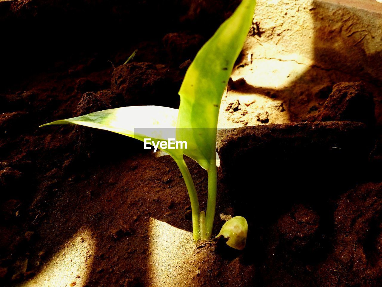 CLOSE-UP OF PLANTS