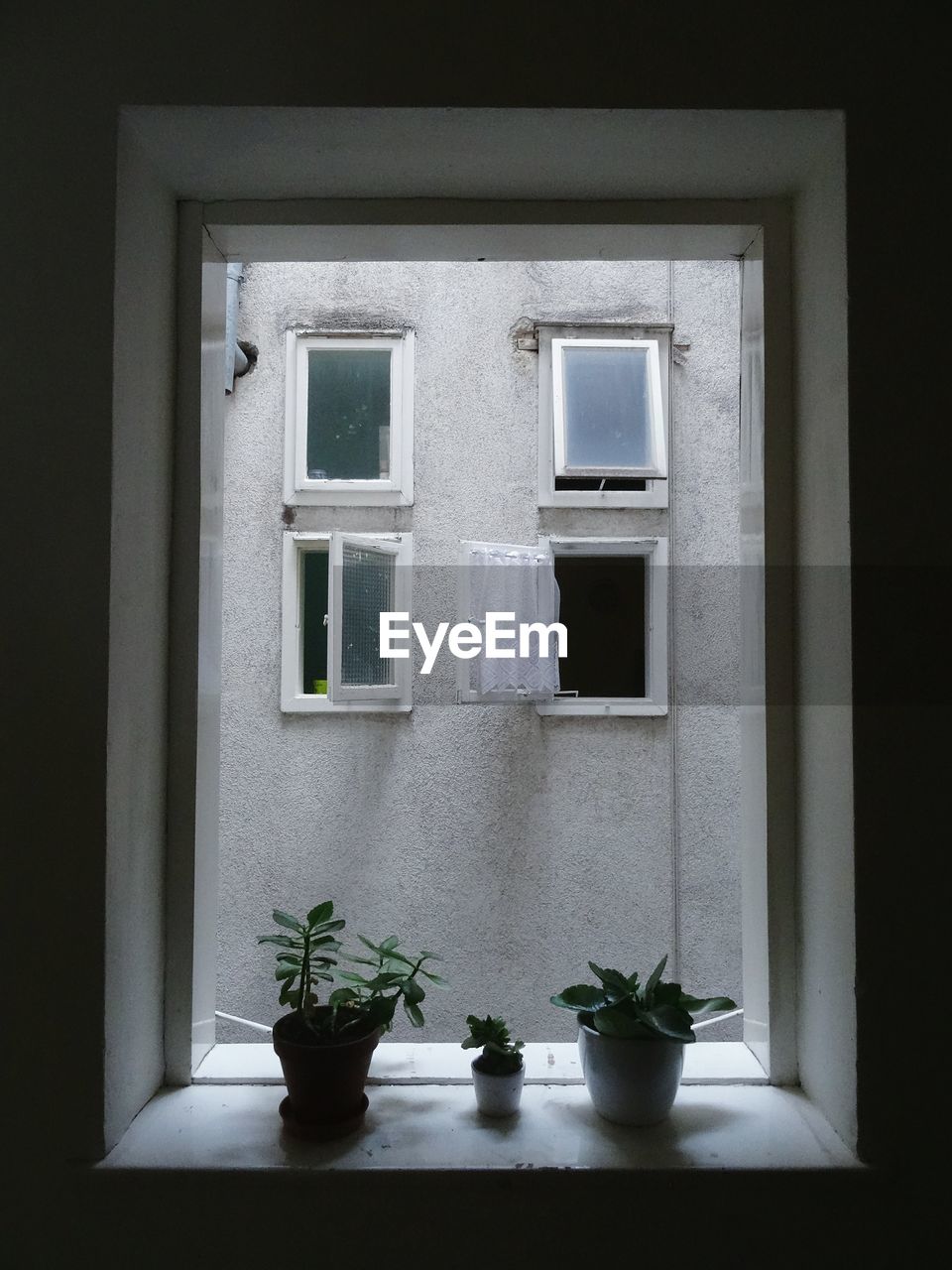 Potted plants on window at home