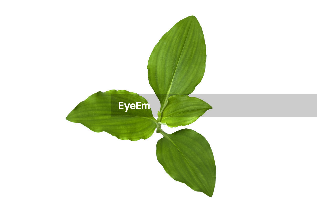 CLOSE-UP OF GREEN LEAVES ON WHITE BACKGROUND