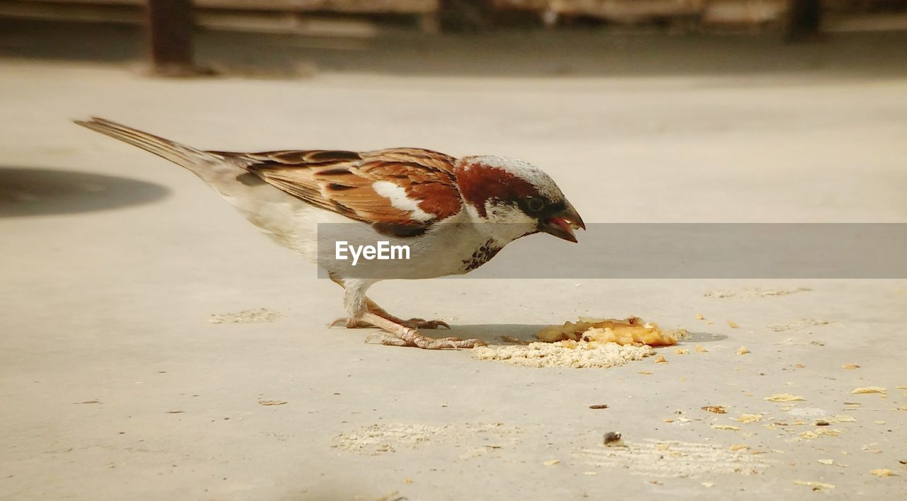 CLOSE-UP OF BIRD PERCHING ON SHORE