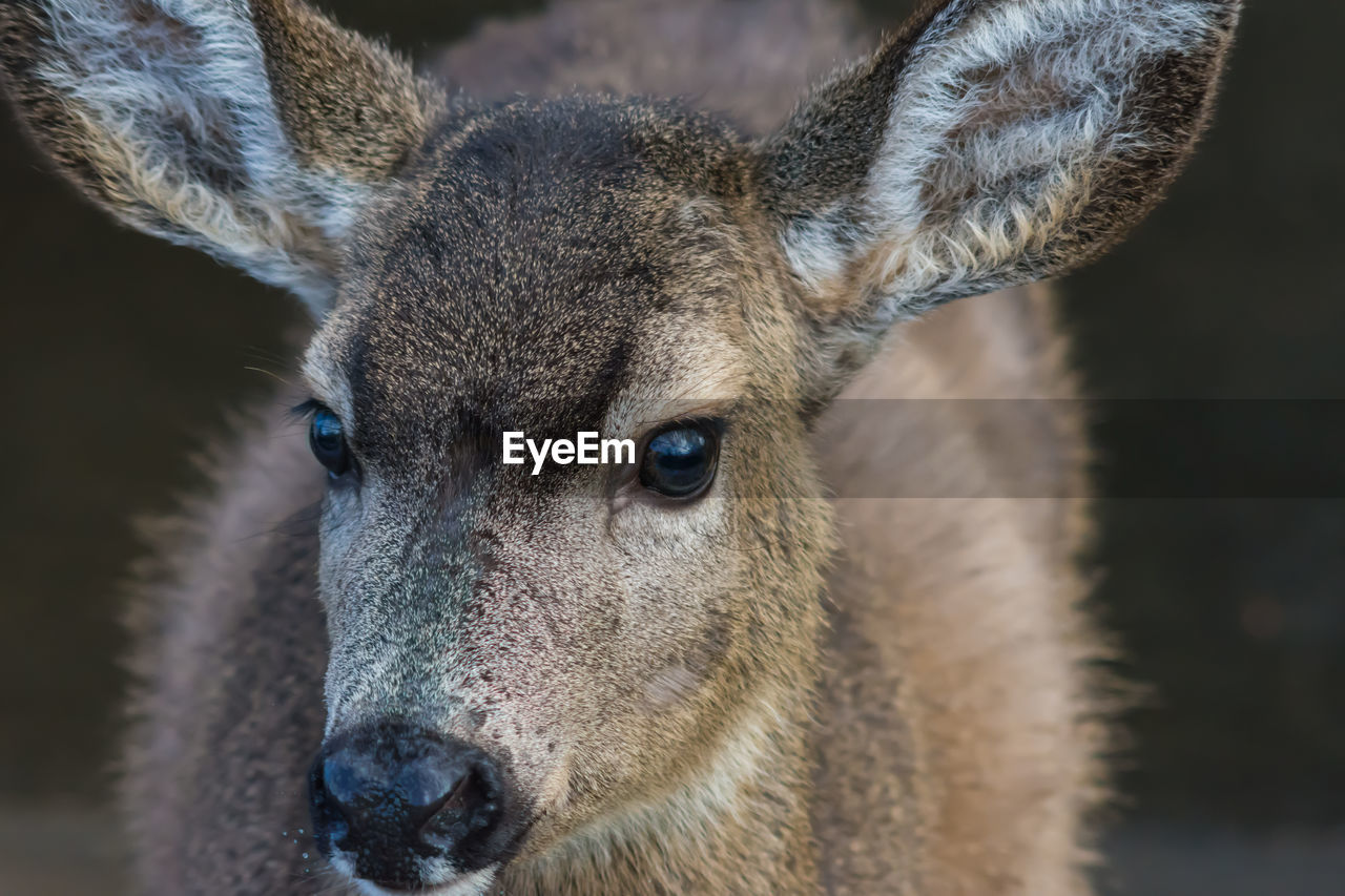 Close-up portrait of deer