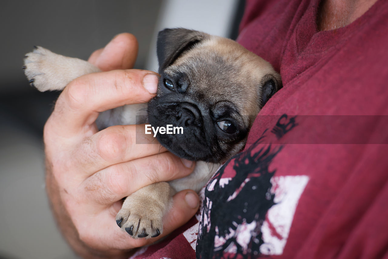 Close-up of hand holding puppy