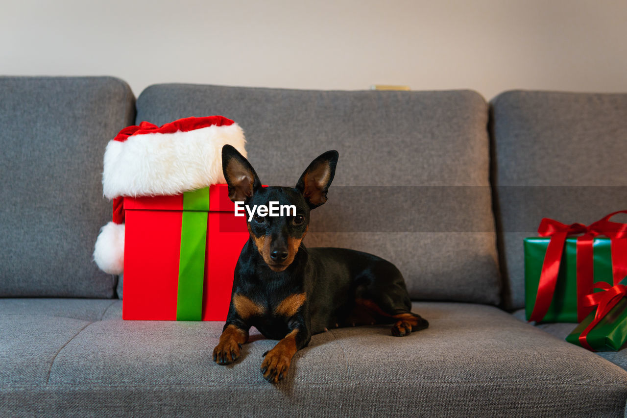 PORTRAIT OF DOG SITTING ON SOFA AT HOME DURING CHRISTMAS