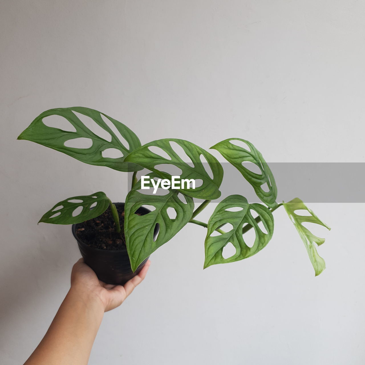 Cropped hand of woman holding potted houseplant named monstera adansonii against white background