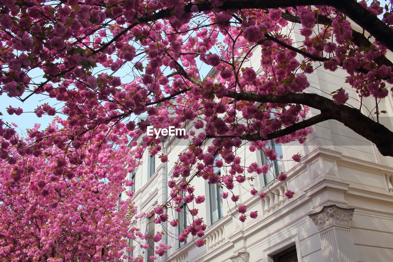 LOW ANGLE VIEW OF PINK CHERRY BLOSSOMS AGAINST TREES