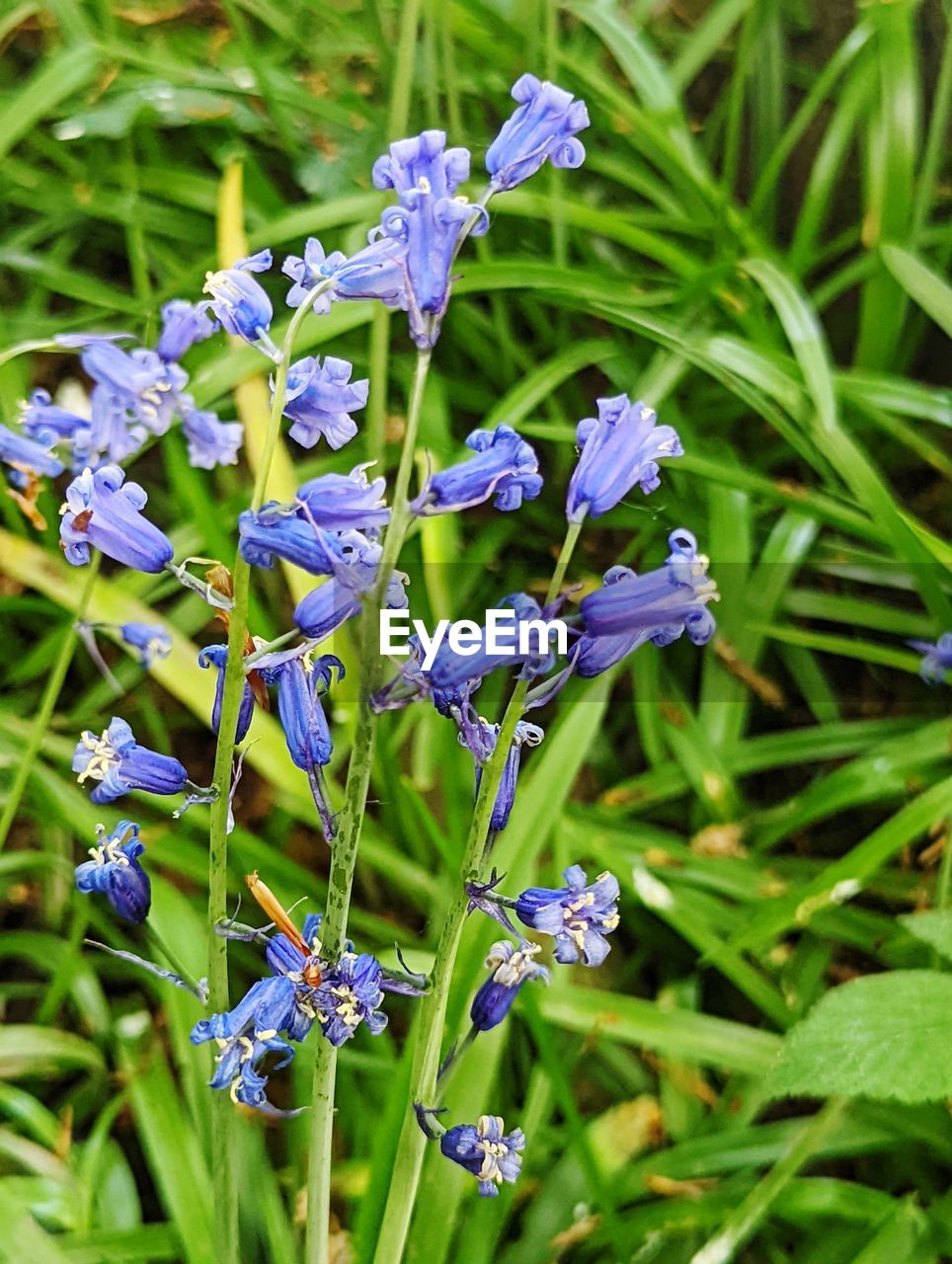 plant, flower, flowering plant, beauty in nature, freshness, purple, nature, growth, close-up, fragility, herb, green, plant part, leaf, botany, petal, no people, day, focus on foreground, animal wildlife, inflorescence, flower head, outdoors, blue, meadow, sunlight, pattern, grass, lavender
