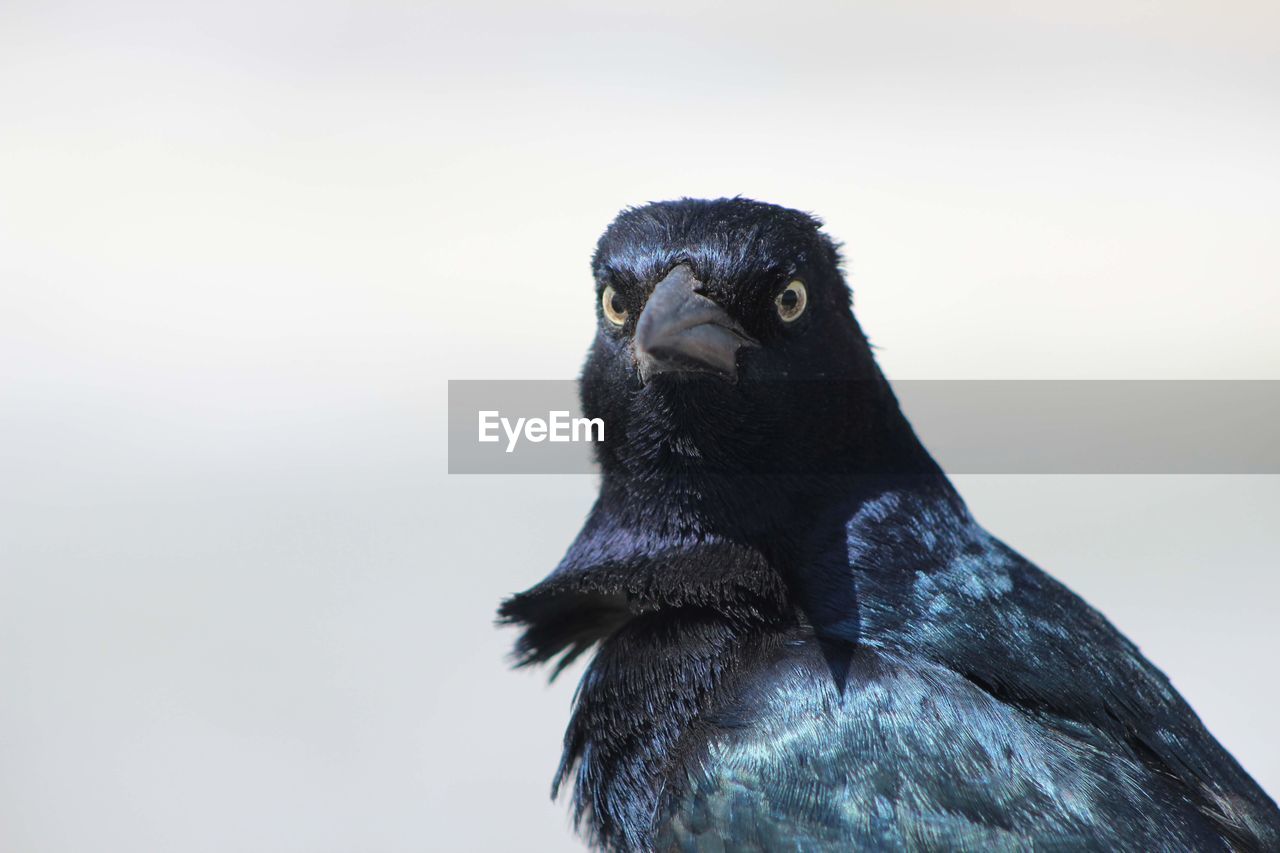 Close-up of a bird looking away against sky