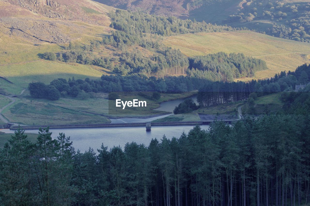 Scenic view of lake in forest