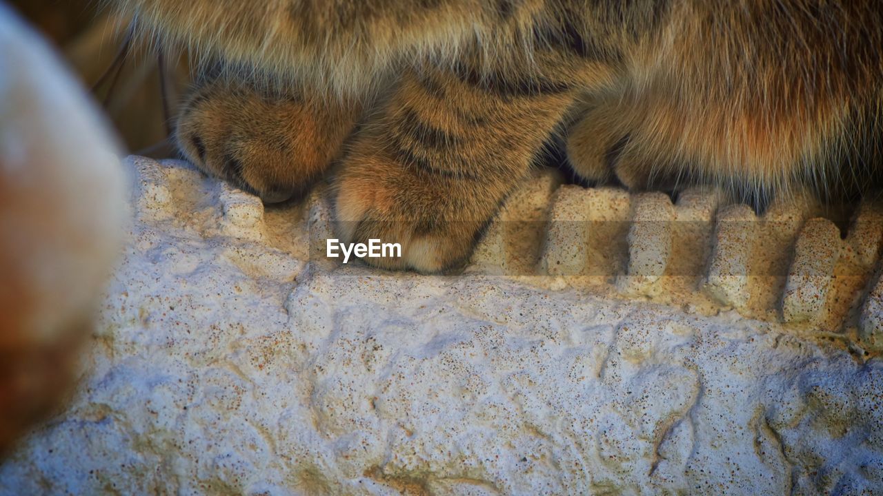 Detail shot of animal paw