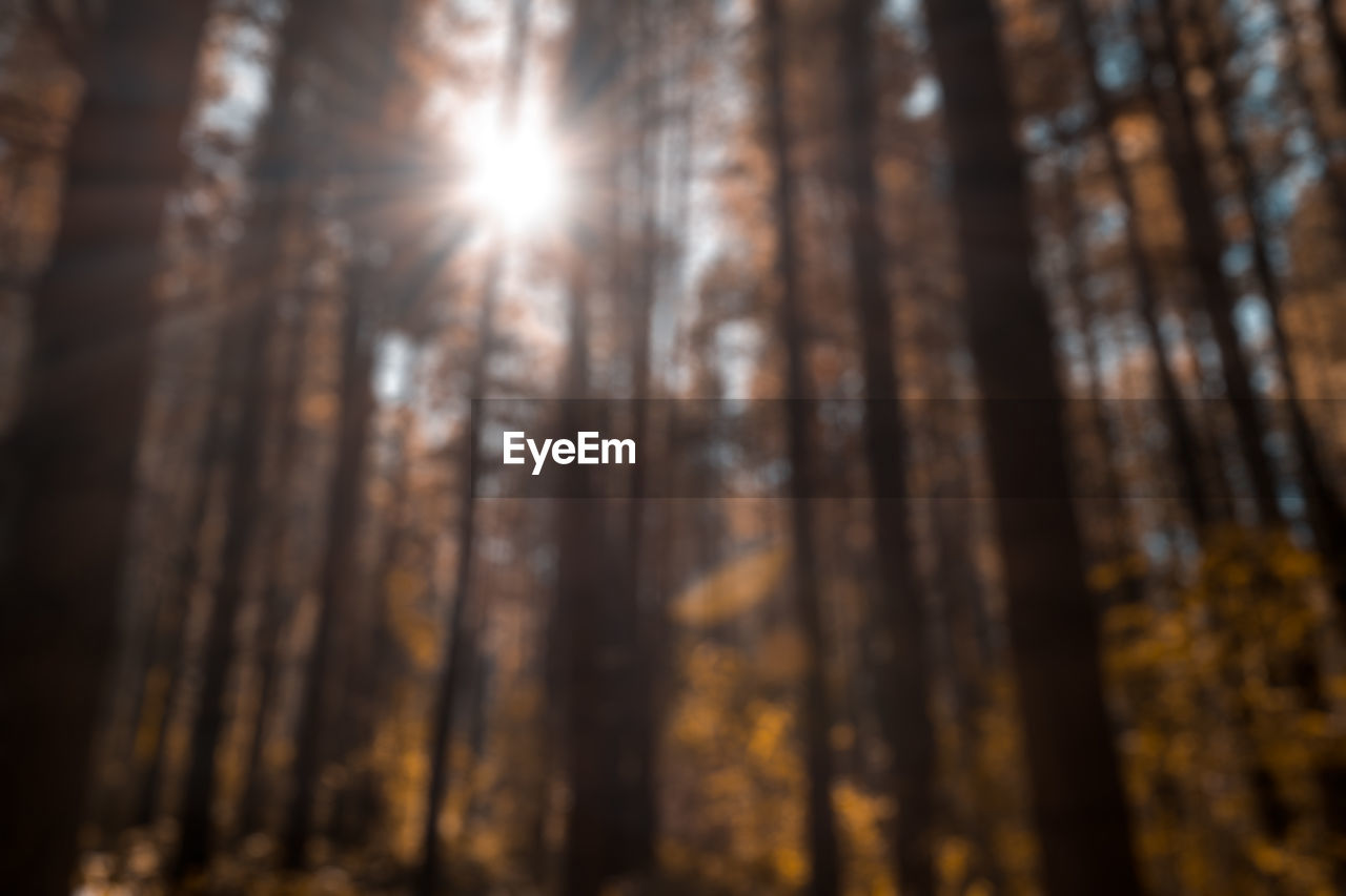 LOW ANGLE VIEW OF TREES AT FOREST