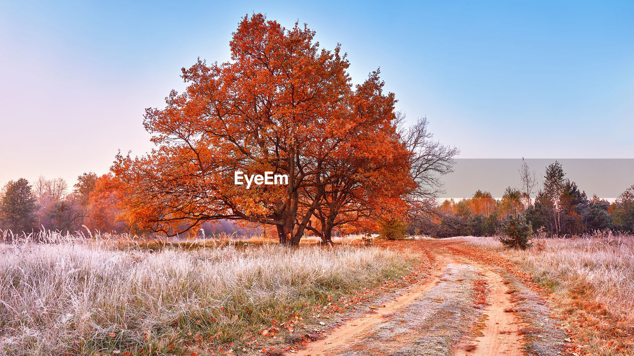 tree, plant, landscape, autumn, sky, environment, nature, beauty in nature, land, scenics - nature, morning, tranquility, tranquil scene, leaf, plant part, road, rural scene, non-urban scene, forest, field, no people, footpath, orange color, idyllic, grass, red, sunlight, woodland, outdoors, clear sky, multi colored, blue, the way forward, pinaceae, winter, growth, cloud, day, dirt road, sun, coniferous tree, autumn collection, pine woodland, transportation, sunny, travel, rural area, remote, flower, branch, dirt, travel destinations, panoramic, agriculture, hill, horizon