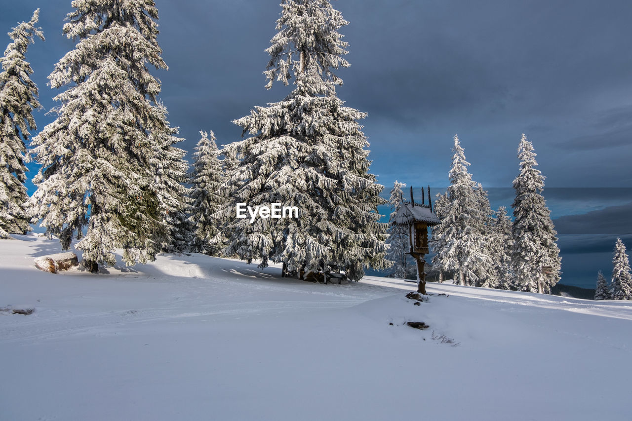 SNOW COVERED PINE TREES AGAINST SKY IN WINTER