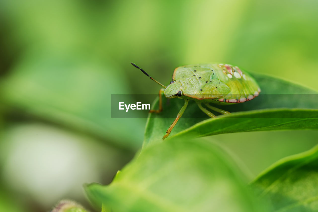 CLOSE-UP OF CATERPILLAR ON LEAF