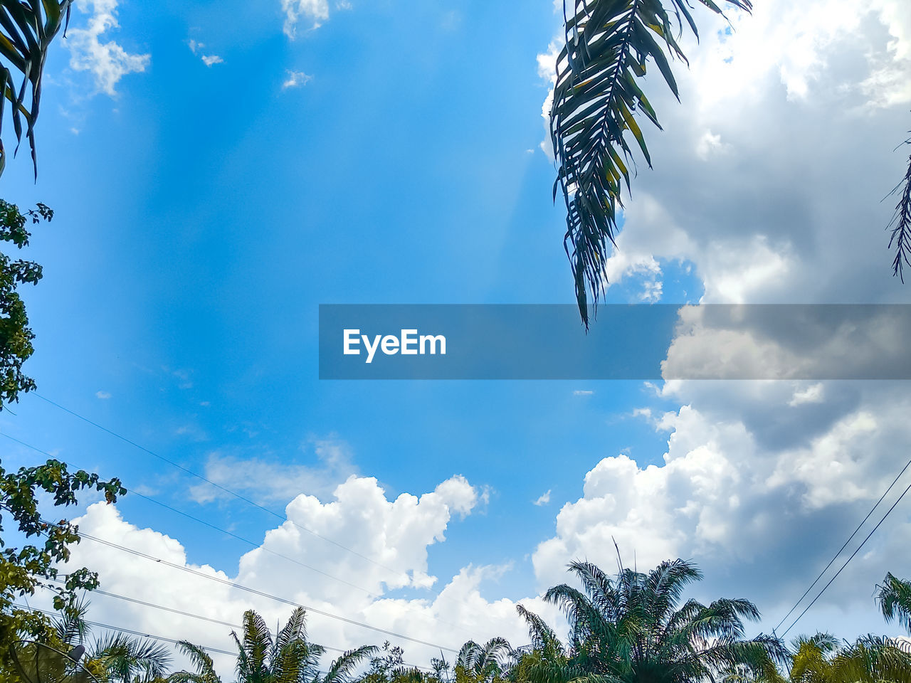 LOW ANGLE VIEW OF TREES AGAINST SKY