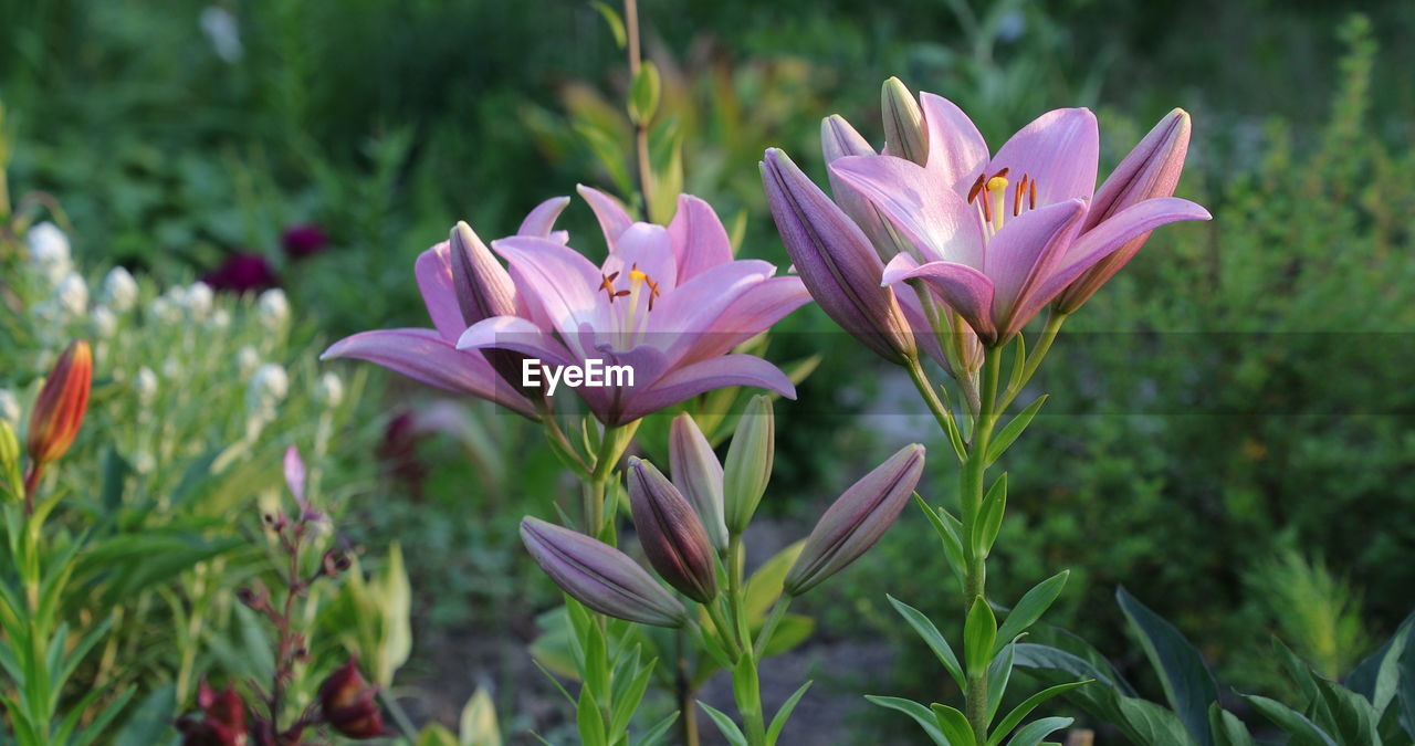 CLOSE-UP OF PURPLE FLOWERING PLANT