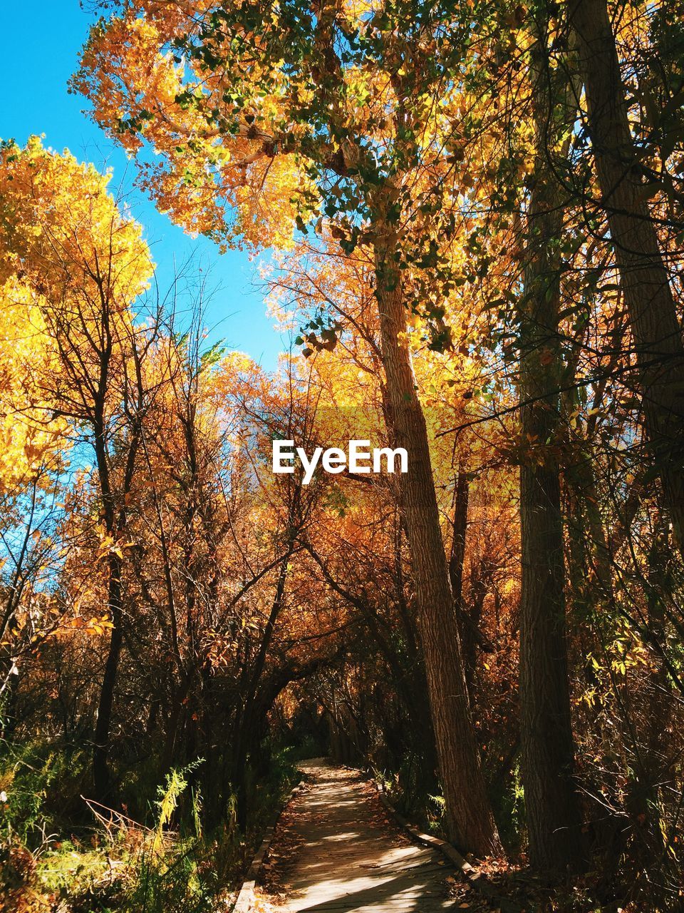 Walkway amidst trees during autumn