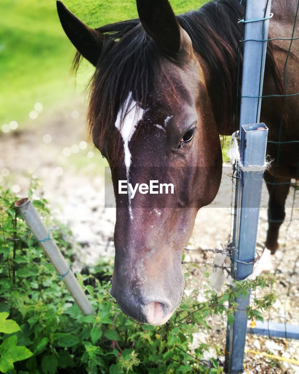 CLOSE-UP OF A HORSE IN THE FIELD