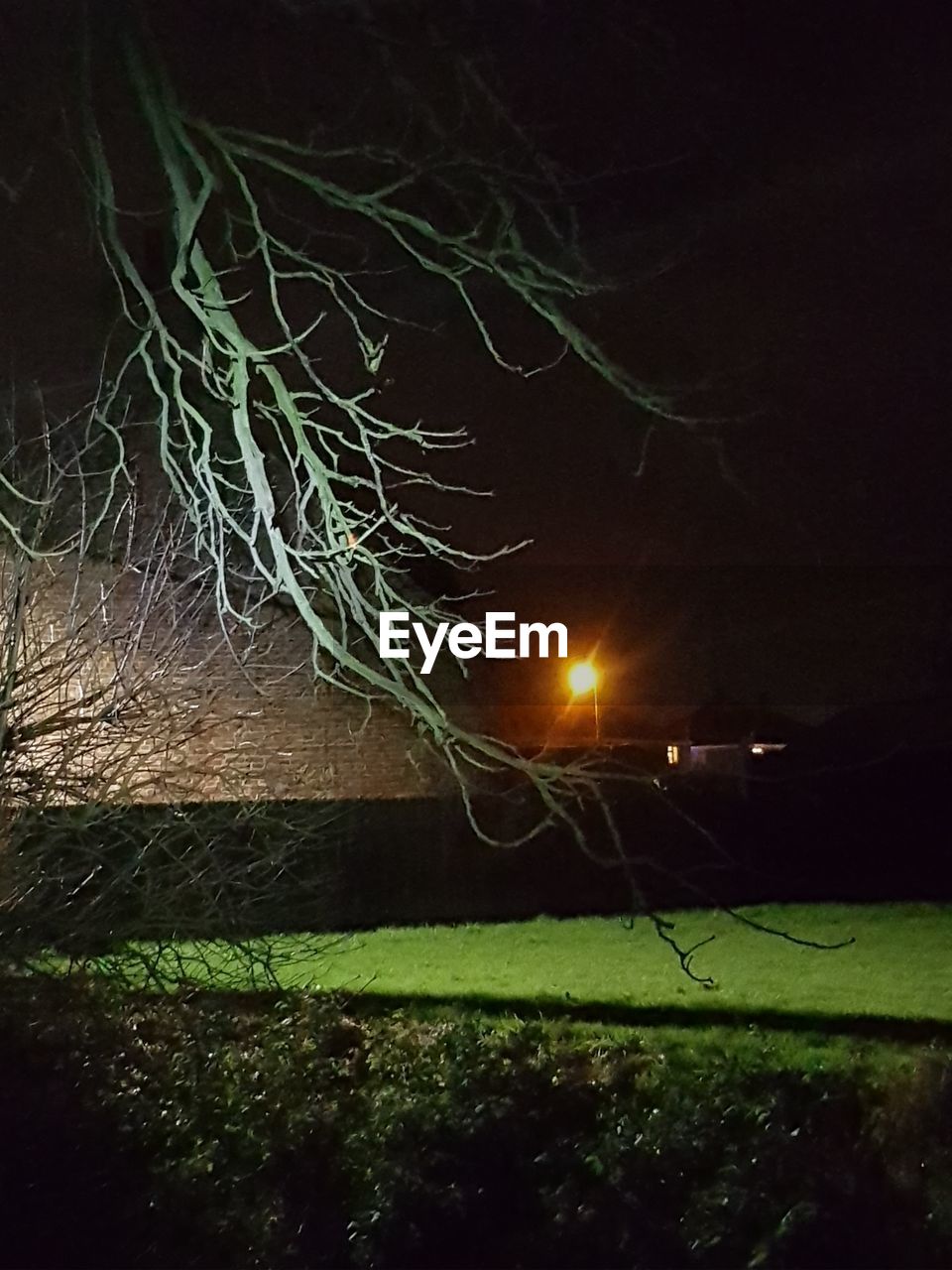 ILLUMINATED TREE AGAINST SKY AT NIGHT