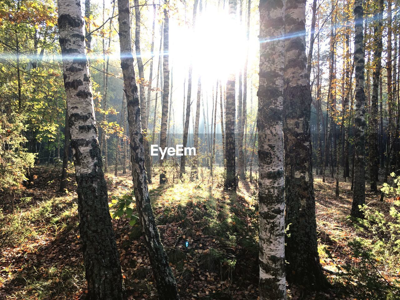 Sunlight streaming through trees in forest