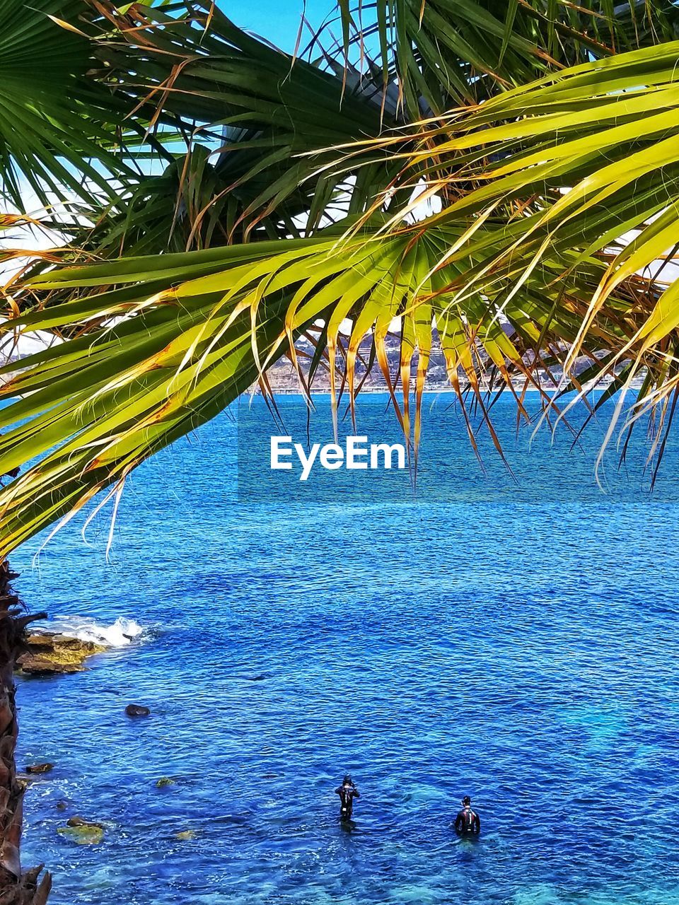 PALM TREE BY SEA AGAINST SKY