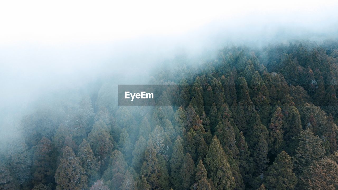 High angle view of trees in forest