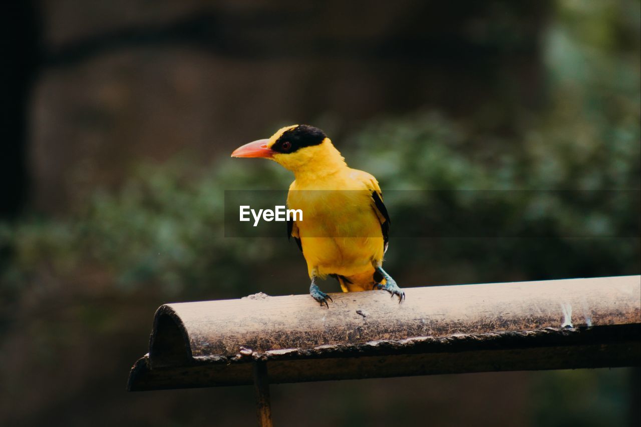 BIRD PERCHING ON A RAILING