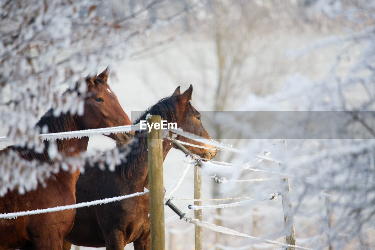 Two horses in a winter landscape, looking over a fence