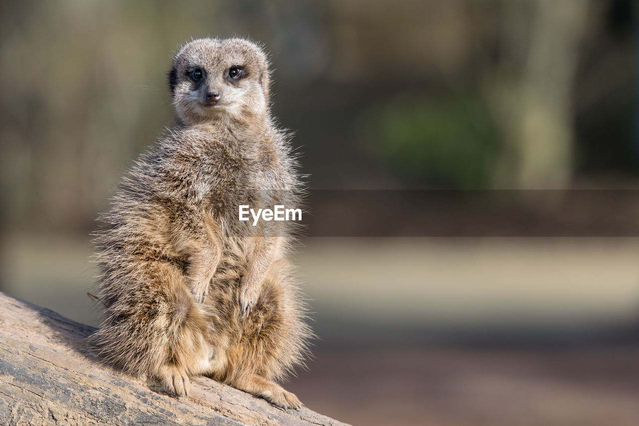 Hairy meerkat sitting on wood