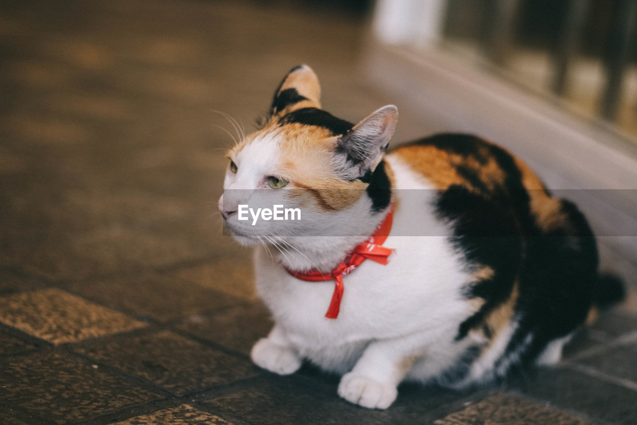 Close-up of cat sitting on floor