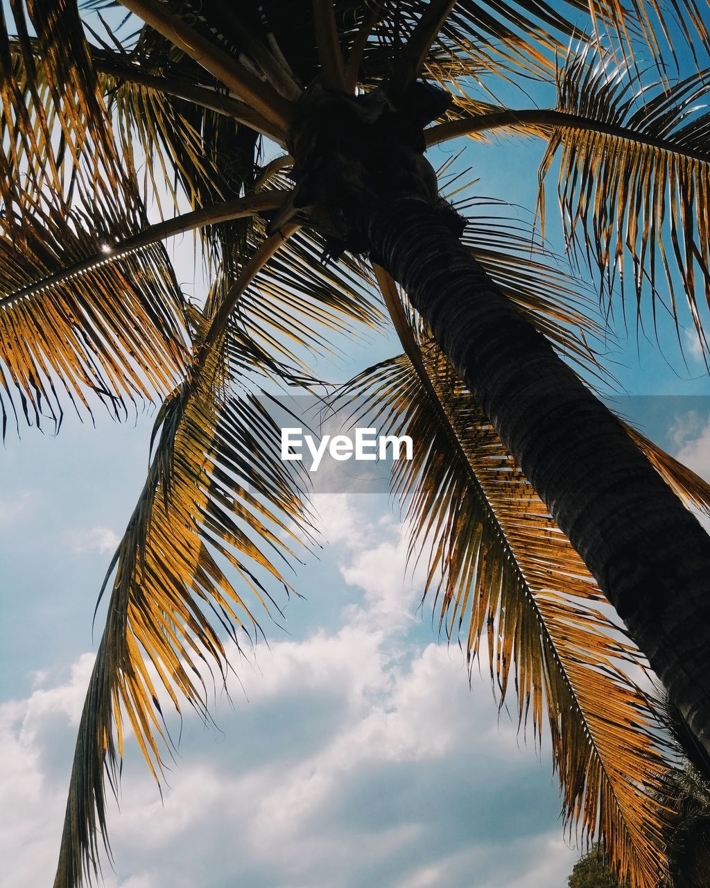 Low angle view of palm tree against sky