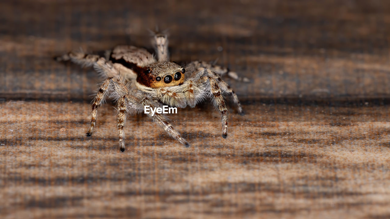 CLOSE-UP OF SPIDER IN THE ANIMAL