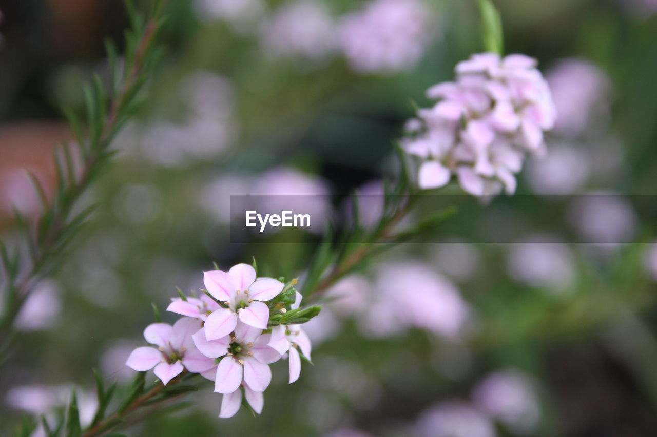 Close-up of pink flowers in park