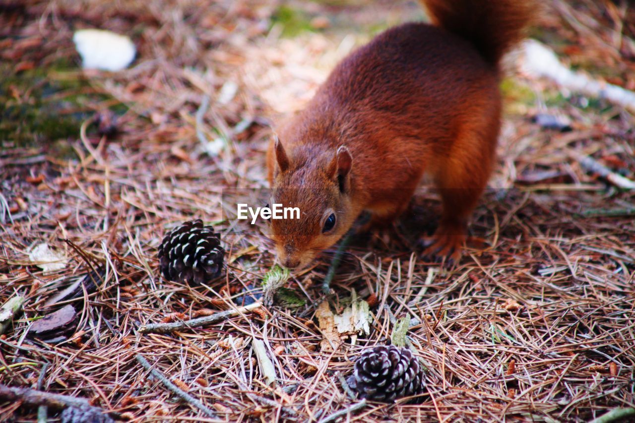 HIGH ANGLE VIEW OF ANIMAL ON FIELD