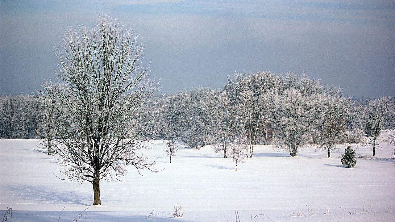 Trees on snow covered field