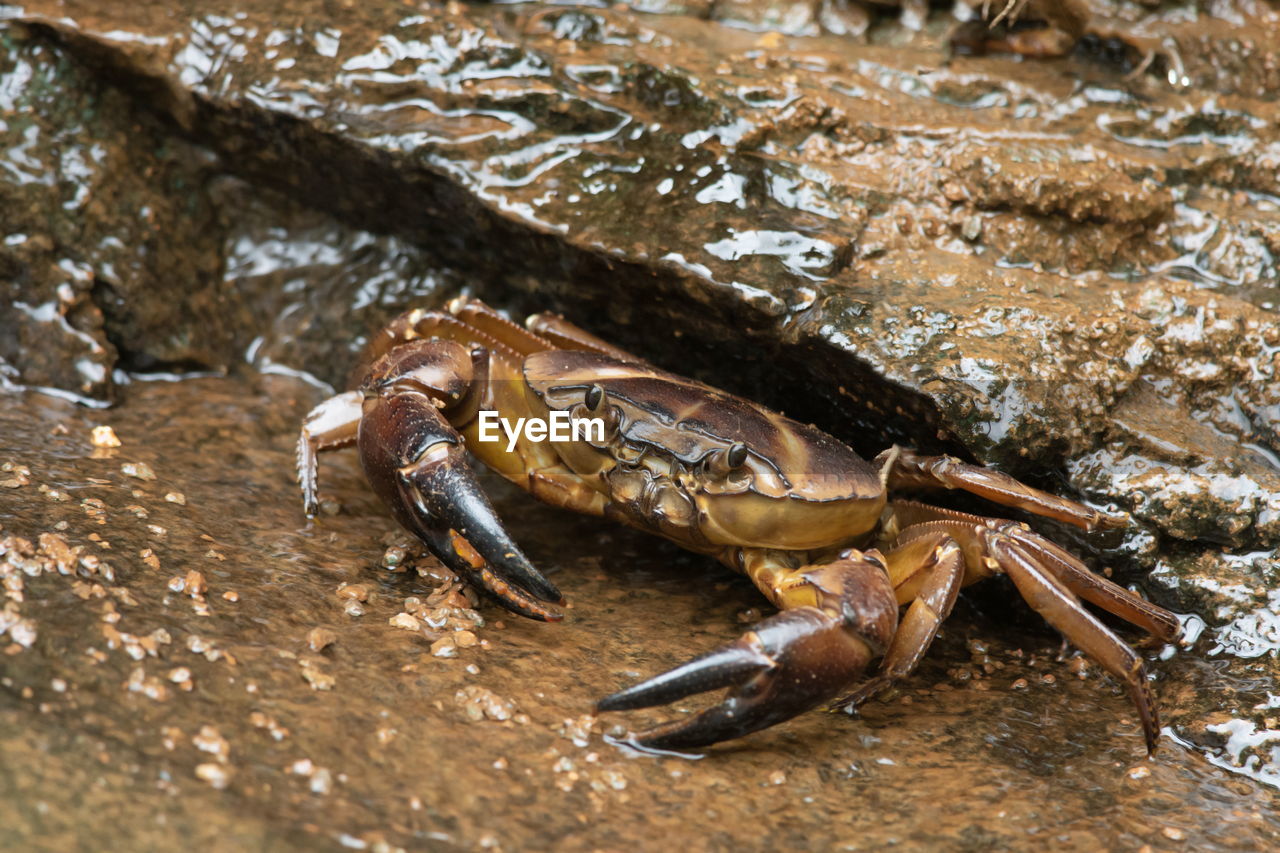 CLOSE-UP OF CRAB ON ROCK AT SEA