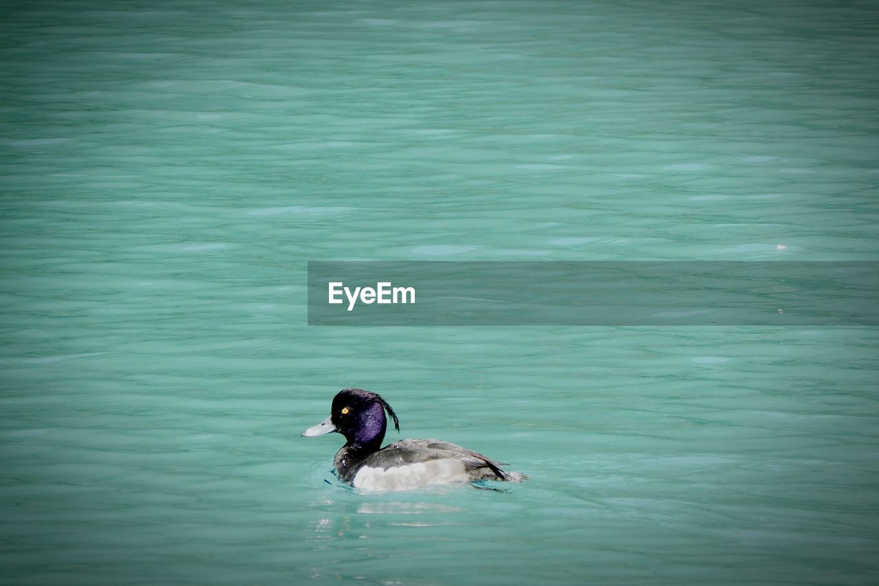 Tufted duck swimming in lake