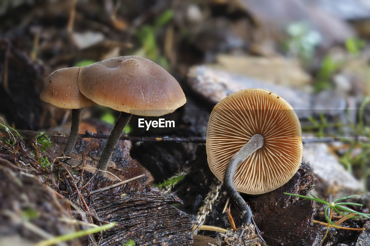 Close-up of mushrooms growing on field