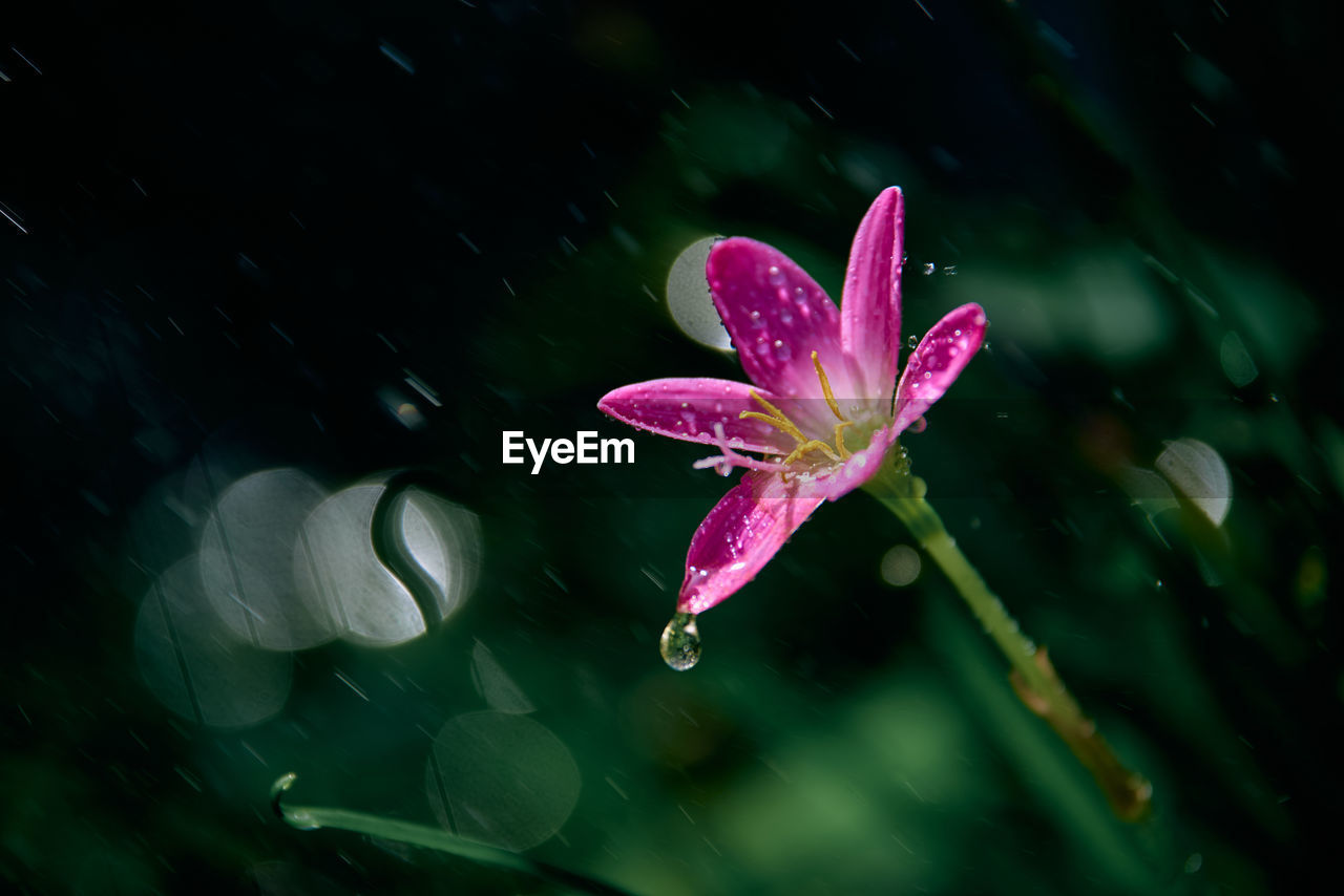 Close-up of wet pink flower in rain