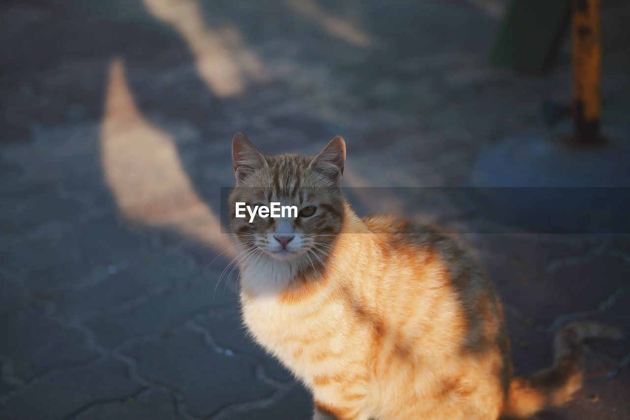 HIGH ANGLE VIEW PORTRAIT OF TABBY CAT OUTDOORS