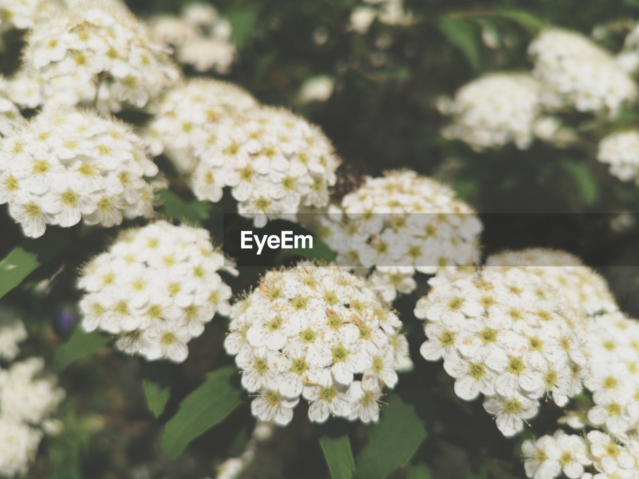 plant, flower, yarrow, flowering plant, beauty in nature, freshness, nature, close-up, growth, fragility, white, focus on foreground, no people, day, flower head, outdoors, inflorescence, botany, blossom, food and drink, tanacetum parthenium, selective focus, food, plant part, springtime