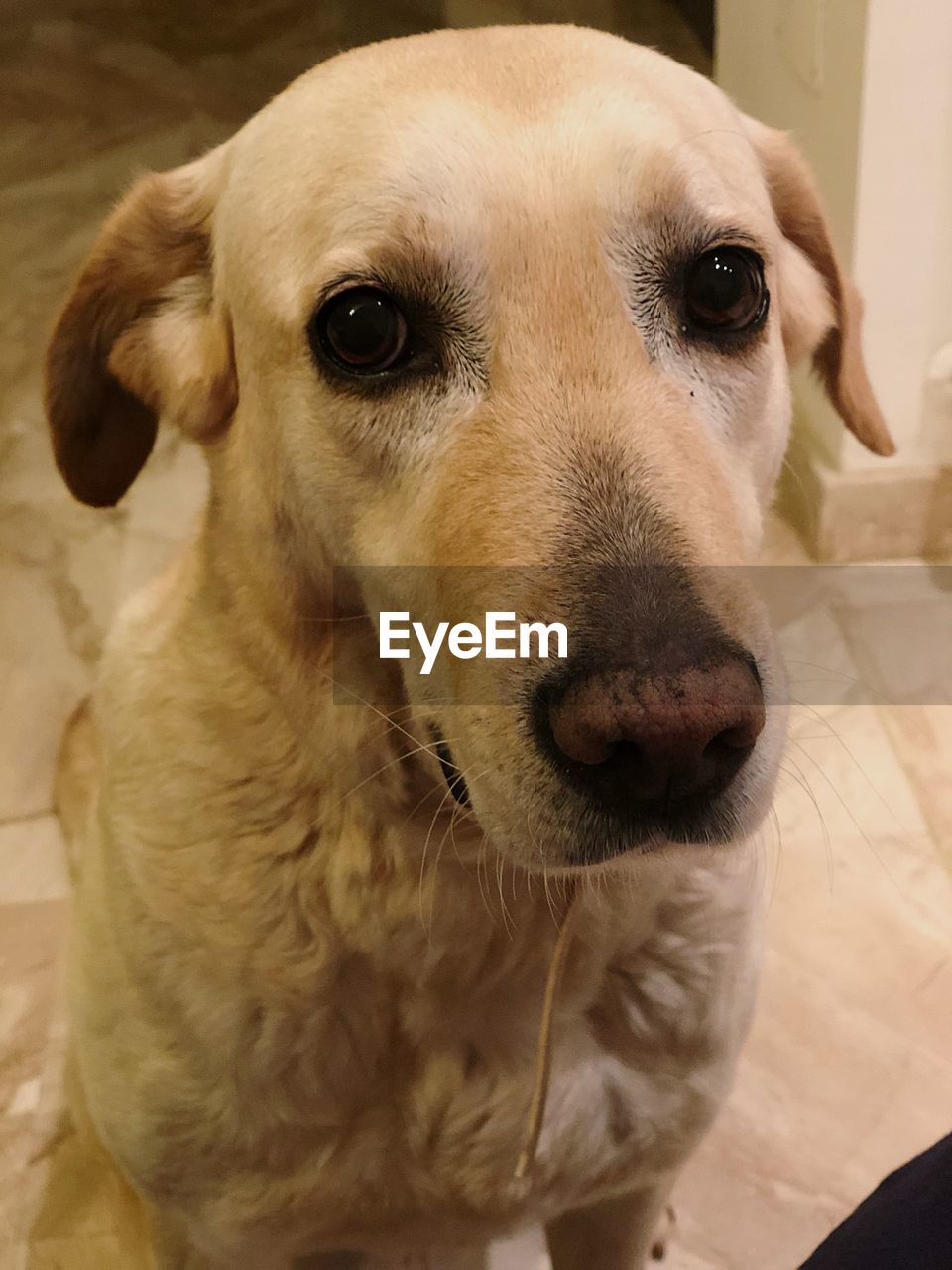 CLOSE-UP PORTRAIT OF DOG WITH MOUTH OPEN