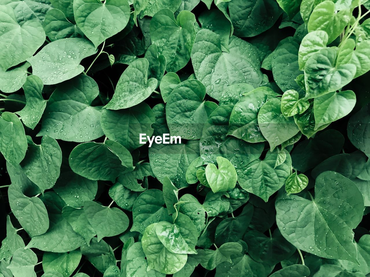 CLOSE-UP OF WET LEAVES