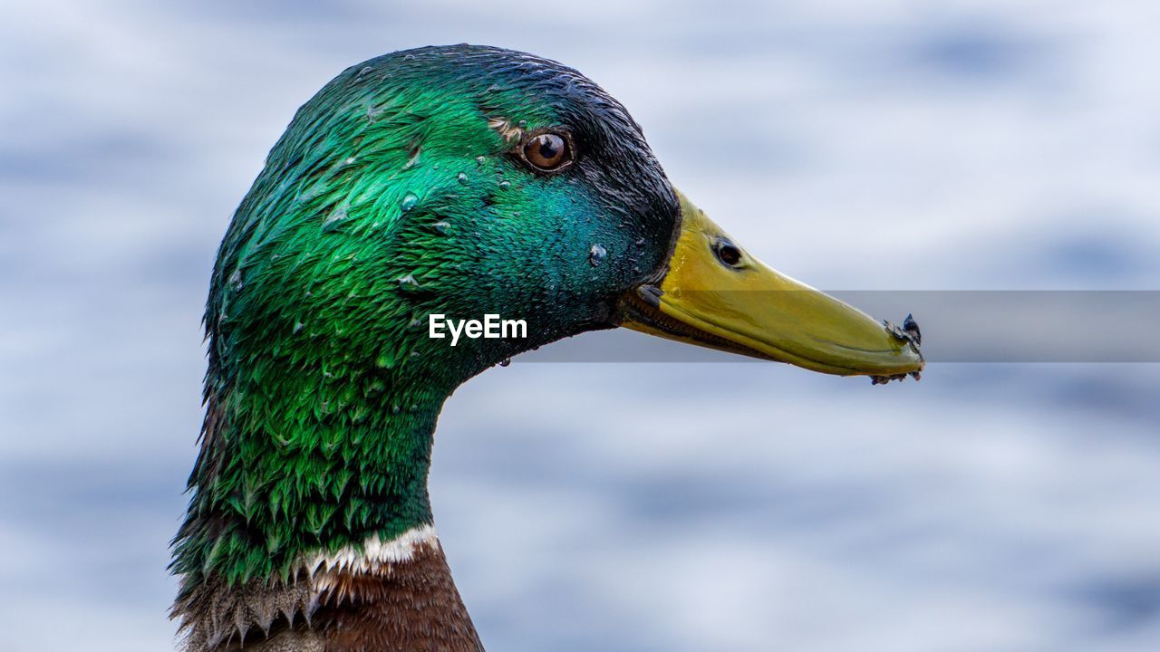 Close-up of a bird