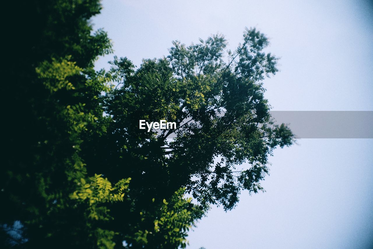 LOW ANGLE VIEW OF TREES AGAINST SKY