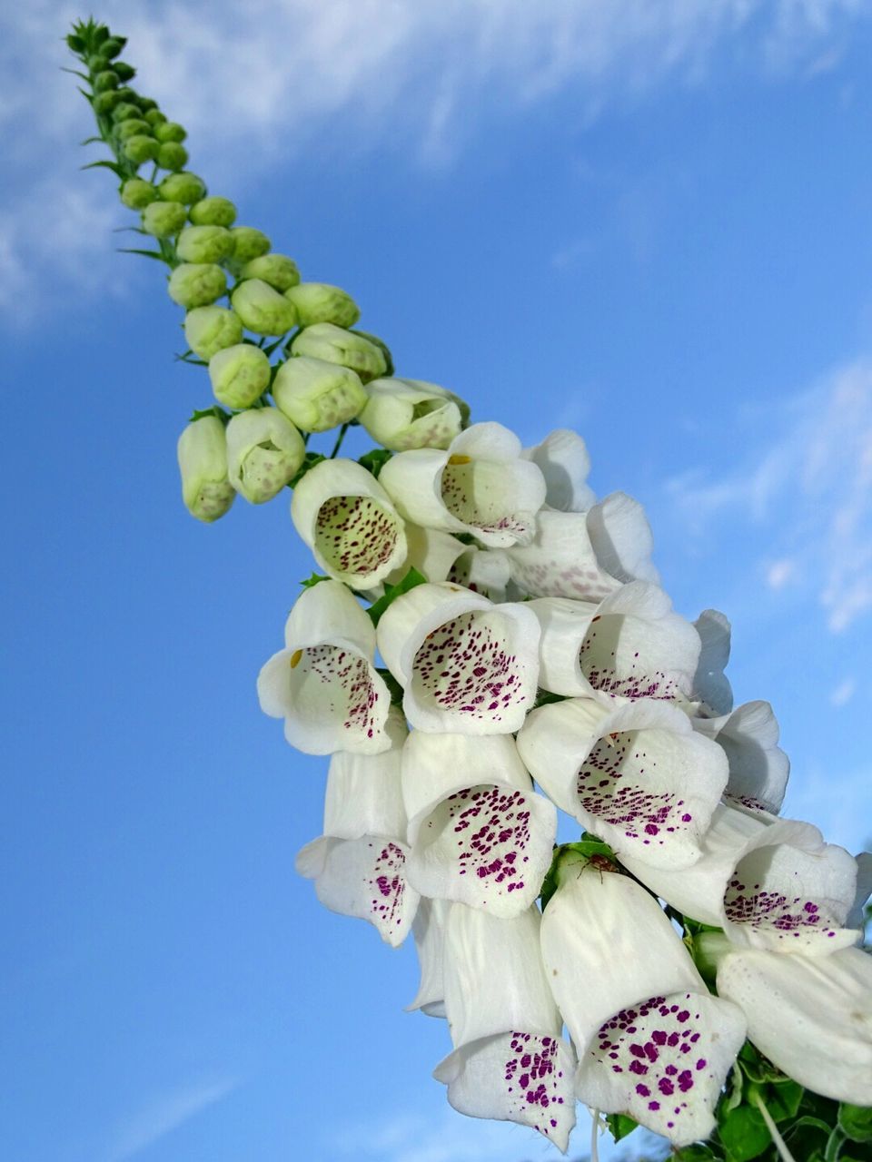 LOW ANGLE VIEW OF FLOWERS IN BLOOM