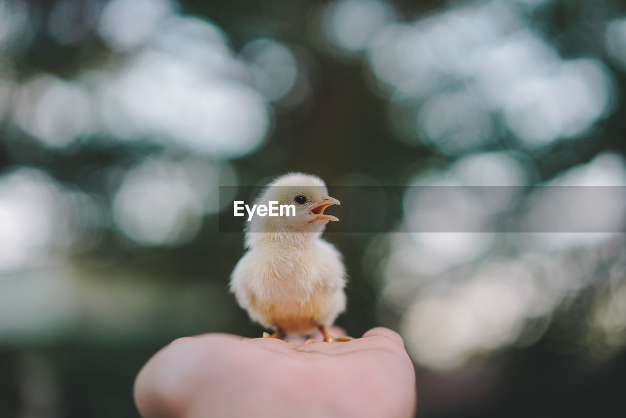 Close-up of hand holding chick