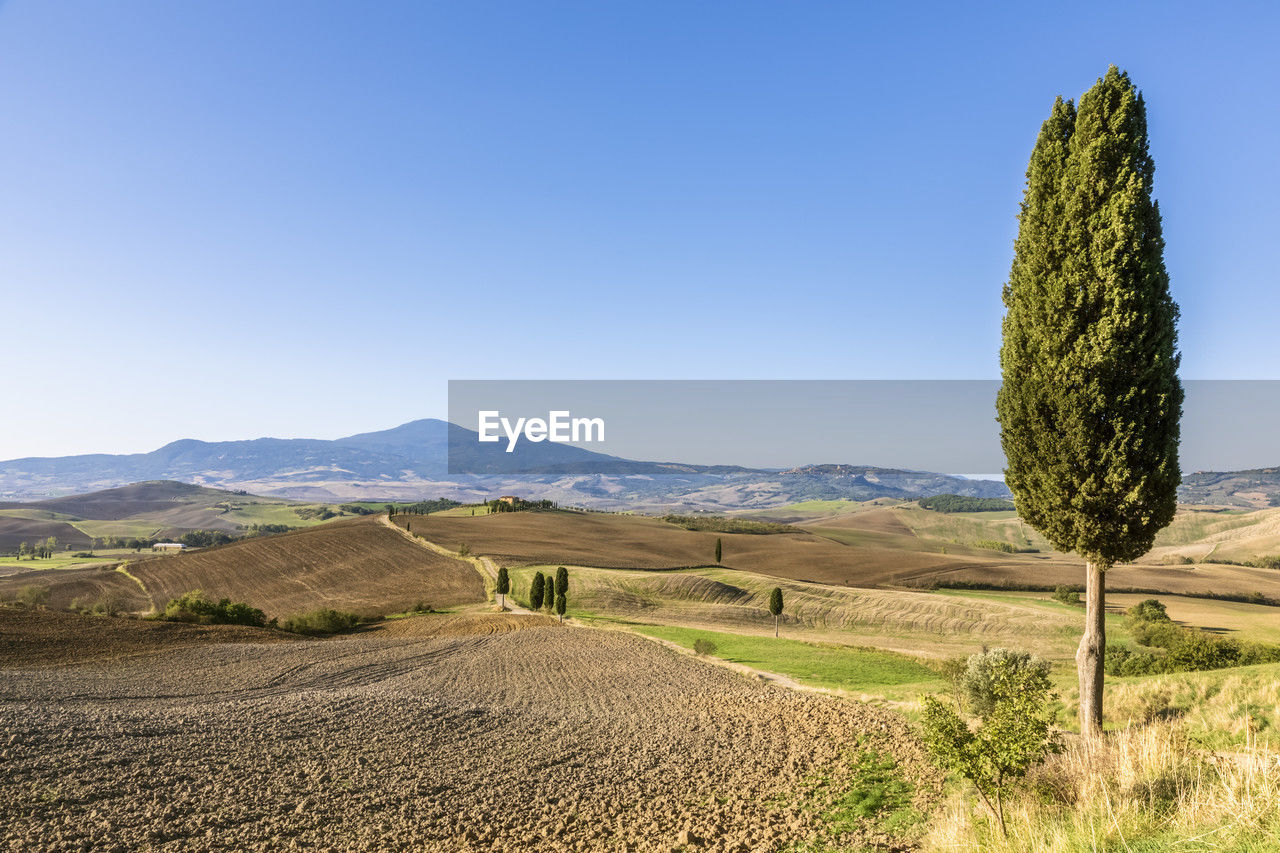 Italy, tuscany, pienza, rural landscape of val dorcia with cypress tree in foreground